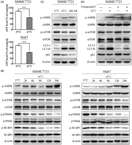 Figure 5. Heat stress induces autophagy through the ATP-AMPK-mTOR signaling pathway. (A) Heat stress decreased ATP in HCC cells after exposure to 47 °C for 30 min and recovery for 24 h. (B) Heat stress activated the AMPK-mTOR signaling pathway in SMMC7721 and Huh7 cells. The levels of AMPK, p-AMPK, mTOR, p-mTOR, p70S6K, p-p70S6K, 4E-BP1 and p-4E-BP1 were analyzed by western blot. SMMC7721 and Huh7 cells were exposed to 47 °C for 30 min, followed by recovery for 24 h. (C, D) The levels of p-AMPK, AMPK, p-mTOR, mTOR, LC3 and p62 were assessed by western blot. SMMC7721 cells were exposed to 47 °C for 30 min, followed by treatment with the AMPK agonist AICAR (1 mM) or the AMPK inhibitor compound C (10 μM) for 24 h. Each experiment was repeated three times, and representative images are shown. Error bars represent the SEM. ***p < .001.