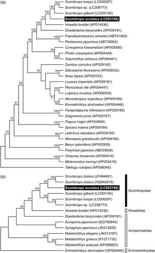 Figure 1. Phylogenetic relationship of the Atlantic Gnomefish Scombrops oculatus in related teleosts inferred from (a) whole mitochondrial genome excluding the control region and (b) partial sequence of COI gene. Tree was generated by maximum likelihood analysis under the nucleotide substitution models GTR + G + I for whole mitochondrial genome and HKY + I for COI gene. Numbers at branches denote the bootstrap percentages from 1000 replicates. Only bootstrap values exceeding 50% are presented. LC603186 in parentheses indicates the accession number deposited in the DDBJ/EMBL/GenBank databases in this study and accession numbers for reference sequences are shown in parentheses. The sequences of Takifugu rubripes and Emmelichthys struhsakeri are used as the outgroups for trees of whole mitochondrial genome and COI gene, respectively.