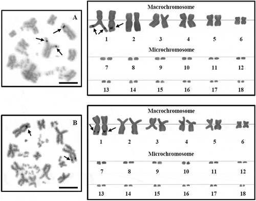 Figure 3. Metaphase chromosome plates and karyotypes of male (A) and female (B) Leiolepis belliana, 2n = 36, by Ag-NOR banding technique. Nucleolar organizer regions (NORs) appear on the subtelomeric region of the long arm of the largest metacentric chromosome pair 1 (arrows). Scale bars indicate 5 µm.