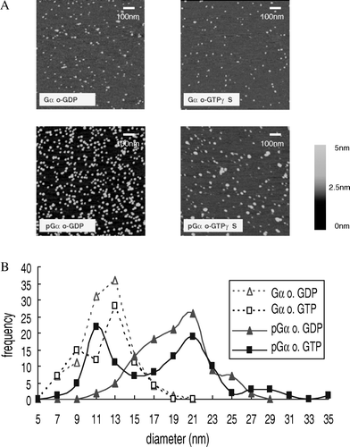 Figure 8.  AFM analysis of Gαo samples in different states. (A) The scan pattern of Gαo as visualized by AFM in tapping mode. Image size 1×1 µm, z-range 0–5 nm. (B) Diameter distributions of Gαo particles in pattern A. The particles maximum height was determined by vert distance program, particles diameter were determined by particle analysis program (Nanoscope 111a 6.12 rl software offered by Veeco Instruments). For any given particle, the value of particle maximum height was positive correlative with its diameter, so the diameter was further taken as a measurement for particle size in this study.