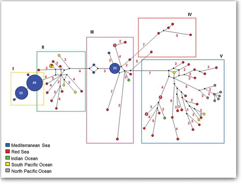 Figure 4. Phylogeographical survey data set: median-joining network with the haplotypes coloured according to the geographic distribution of the individuals in the five macro-areas. Boxes I–V report the results of the Bayesian assignment. The small black plots on the nodes show the median vectors representing the hypothetical connecting sequences that were calculated using the maximum parsimony method. The number of mutations between the haplotypes that are greater than one are reported on the network branches. The numbers inside the spots indicate the number of individuals sharing the sequence. The spots without numbers are unique to a single individual.