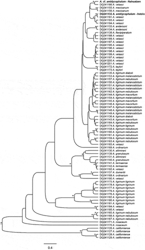 Figure 5. Bayesian phylogeny (maximum clade-credibility tree) of the mitochondrial control region [755bp) from Nahuatzen and other Ambystoma sequences from the study of Citation30. Supported branches (posterior probability >0.95] are indicated by asterisks.