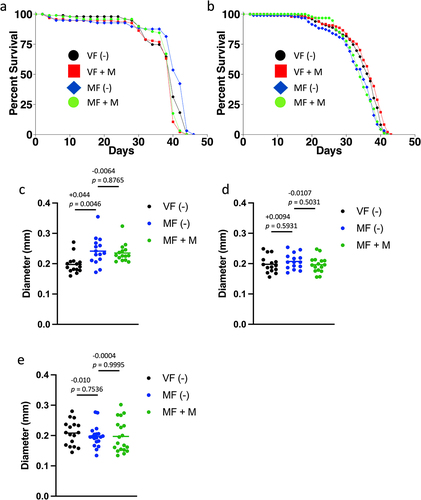 Figure 3. GAL4/GAL80ts system and effects of 29°C temperature on life span and midgut diameter. (a, b) Life span assay of virgin and mated female control groups at 29°C. (a) Genotype w[1118]; tub-GAL80ts/+; tub-GAL4/+. (b) Genotype w[1118]; esg-GAL4/+; tub-GAL80ts/+. Statistical summary for life span presented in Table 4, experiment replicate 1. (c-e) Maximum midgut diameter assay. (c) Genotype w[1118]; tub-GAL80ts/+; tub-GAL4/+. (d) w[1118]; tub-GAL80ts/UAS-75B-RNAi; tub-GAL4/+. (e) Genotype w[1118]; esg-GAL4/+; tub-GAL80ts/+. Statistical summary for ANOVA and pair-wise comparisons presented in Table S1; the corrected p value for significance is p = 0.05. The change in mean maximum midgut diameter between samples and the p value for significance is presented above the plots. VF, virgin female. MF, mated female. (-), no drug. M, 200 µg/ml mifepristone.