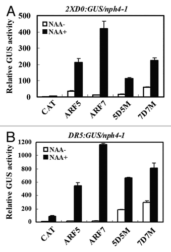 Figure 1. Expression of an integrated auxin-responsive reporter gene in Arabidopsis nnph4-1/arf7 protoplasts transfected with full-length or CTD truncated ARF5 and ARF7 proteins. Truncated constructs are denoted as 5D5M and 7D7M. Arabidopsis mesophyll protoplasts were isolated from nph4-1/arf7 leaves containing a stably integrated 2XD0:GUS (A) or DR5:GUS (B) reporter gene, full-length or CTD truncated ARF5 and ARF7 effector genes were transfected into protoplasts and incubated in darkness in the presence (black columns) and absence (white columns) of 1 μM 1-NAA (1-naphthalene acetic acid) for 20–22 h and then GUS activities were measured.Citation11 A 35S:CAT (chloramphenicol acetyltransferase) plasmid was used as a control for the amount of effector plasmid DNA (10 μg) introduced into protoplasts. Data represent mean ± SD of three replicates. In some case, error bars may not visible because of their small size.