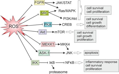 Figure 3. Oxidative regulation of key protein kinases and cellular outcome.