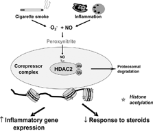 Figure 3 Possible mechanism of reduction in histone deacetylase 2 (HDAC2). HDAC2 is inactivated by peroxynitrite, generated by an interaction of nitric oxide (NO) generated by inducible NO synthase (iNOS) and cigarette smoke and superoxide anions (O2−). Peroxynitrite nitrates tyrosine (Tyr) residues on HDAC2 and this may block enzymatic activity and also mark the enzyme for ubiquitination (Ub) and destruction by the proteasome. Tyrosine nitration may also lead to disassembly of the co-repressor complex. The loss of HDAC2 function leads to amplification of the inflammatory response and resistance to corticosteroids.