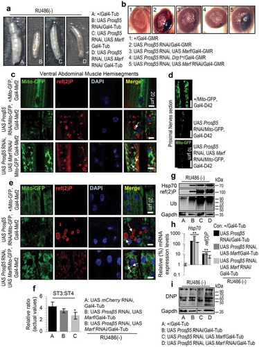 Figure 4. Enhanced mitochondrial fusion partially rescued mitostasis albeit with no enhanced proteome stability. (a) Stereoscope viewing of 3rd instar control (+/Gal4-Tub) or transgenic larvae expressing the indicated transgenes. (b) Stereoscope viewing of control adult flies’ eyes (+/Gal4-GMR) or after targeted eye expression of the indicated transgenes. (c, d) CLSM viewing of Mito-GFP reporter along with immunofluorescence staining of tissues with a ref(2)P antibody and DAPI, in muscle (c) or nervous tissues (d; only Mito-GFP is shown) after KD of Prosβ5 or both the Prosβ5 and Marf genes. (e) CLSM visualization of Mito-GFP reporter in muscles of the shown transgenic larvae stained also for ref(2)P and counterstained with DAPI. (f) Relative mitochondrial ST3:ST4 ratio in tissues of the shown transgenic larvae. (g, i) Immunoblotting analyses of tissues protein samples from indicated transgenic larvae; samples were probed with antibodies against ref(2)P, Hsp70, ubiquitinated (Ub) (g) and carbonylated (DNP) (i) proteins. (h) Relative expression (vs. control) of Hsp70 and ref(2)P genes in 3rd instar control (+/Gal4-Tub) or transgenic larvae expressing the shown transgenes. If not otherwise indicated, data refer to 3rd instar stage larvae not exposed to RU486 (driver, Gal4-Tub). Arrows in (c), (e) indicate ref(2)P colocalization with aggregated mitochondria. Gapdh (g, i) probing was used as input reference. Bars, ± SD; n ≥ 2; *P < 0.05; **P < 0.01.