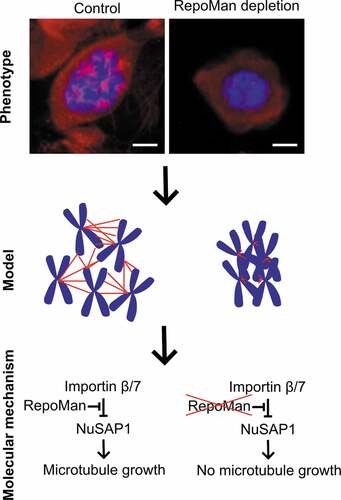 Figure 5. Model on the role of RepoMan in chromosome-dependent spindle assembly