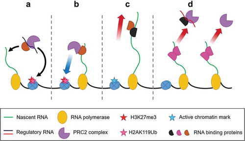 Figure 4. Speculated RNA:RBP:PRC2 interactions. The interactions between PRC2 and RNA can be postulated to be modulated by proteins that have affinity for PRC2 and RNA. In repressed genes, the proteins binding to a regulatory RNA can bring PRC2 to the genetic loci for trans repression (A) or PRC2 can bind to the proteins with nascent RNA and deposit H2K27me3 (B). In the case of active genes, even if PRC2 binds with RBPs, the elongating RNA takes PRC2 away from the chromatin and the active chromatin marks does not allow chromatin binding (C). Moreover, the proteins bound with the nascent RNA can cause a steric hindrance for PRC2 to bind or that the proteins bound to nascent RNA can inhibit PRC2 joining (D).