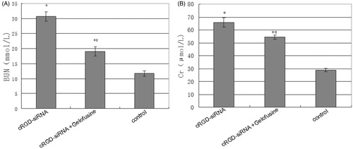 Figure 3. Levels of serum urea nitrogen and creatinine in the different groups. (A) Serum urea nitrogen. (B) Serum creatinine. On the second day after the last injection, blood samples were collected and analyzed with an automatic blood instrument. Data are expressed as the mean ± SD. *p < .05 versus the control group and #p < .05 versus the cRGD-siRNA group.