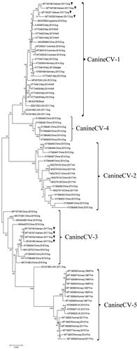 Figure 1. Phylogenetic tree (ML) with time, based on 80 full-length genomes of Canine circovirus (CanineCV) collected during 1996 to 2020 (▼ CanineCV-VN strains in this study).
