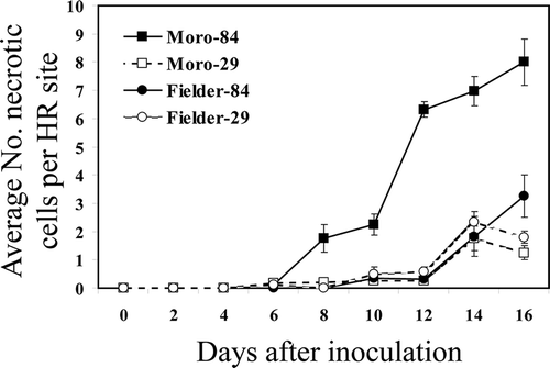 Fig. 5 Average number of necrotic cells undergoing HR per infection site exhibiting strong fluorescence from 0 to 16 dai, in resistant ‘Moro’ and susceptible ‘Fielder’ after inoculation with P. striiformis strains SRC-84 and CDL-29.
