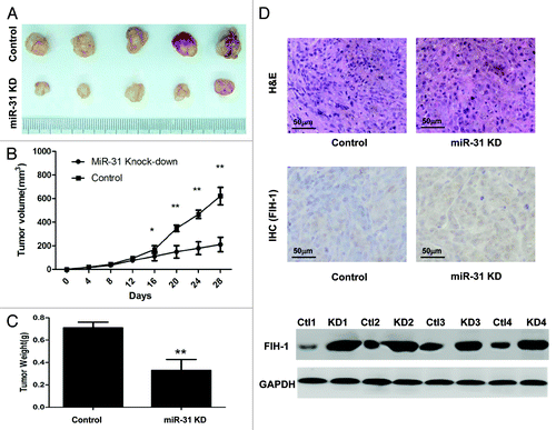 Figure 4. MiR-31/FIH-1 nexus controls the tumor growth of HCT116 xenografts in vivo. (A) Downexpression of miR-31 strikingly decreased the growth of HCT116 cells xenografted in nude mice. (B) The tumors were much bigger in control group than that in miR-31 knockdown group. (C) The tumors were much heavier in control group than that in miR-31 knockdown (miR-31KD) group. (D) Representative H&E-stained sections of the subcutaneous tumor tissues collected from control and miR-31KD groups were shown (up). FIH-1 expressions in the subcutaneous tumor tissues collected from control and miR-31KD groups were detected by IHC (middle, magnification of 200×) and western blotting (down). *P < 0.05, **P < 0.01.