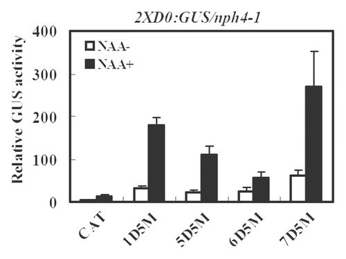 Figure 3. Expression of an integrated 2XD0:GUS auxin-responsive reporter gene in Arabidopsisnph4-1/arf7 protoplasts transfected with CTD truncated ARF5 (5D5M) or the ARF1 (1D5M), ARF6 (6D5M) or ARF7 DBD (7D5M) fused to ARF5 AD. Assays were conducted as described in Figure 1.
