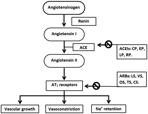 Figure 1. Site of action of ARBs and ACEIs. The ARBs can act on the cardiac, renal, vascular or central adrenergic receptors. The formation of angiotensin II involves a consecutive breakdown of angiotensinogen. The angiotensinogen is converted into angiotensin I by the action of renin, which is then hydrolyzed into angiotensin II by the activity of angiotensin-converting enzymes. The ACEIs inhibit the conversion of angiotensin I into angiotensin II, decreasing its level in the blood. The ARBs act on the AT1 receptors, responsible for all known effects of angiotensin II, including vasoconstriction, aldosterone release and effects on the myocardium and vasculature. In the end, there will a fall in the sympathetic activation. ACE: Angiotensin converting enzyme; CP: Captopril; CS: Candesartan; EP: Enalapril; LP: Lisinopril; LS: Losartan; OS: Olmesartan; RP: Ramipril; TS: Telmisartan; VS: Valsartan.