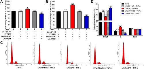 Figure 2 Effects of AQP1 overexpression or silencing on proliferation and cell cycle of TNF-α-stimulated MH7A cells. (A) Cell viability at 24 h (MTT assay). (B) Cell viability at 48 h (MTT assay). (C) Typical graphs of cell cycle distribution in various groups, detected by flow cytometer using PI staining method. (D) Cell population in each cell cycle stage (%). The data are mean ± SEM of three to five independent experiments performed in triplicate. n.s. compared with non-transfected control group. *P < 0.05, **P < 0.01 compared with LV-AQP1 NC group. ##P < 0.01 compared with LV-shRNA NC group.