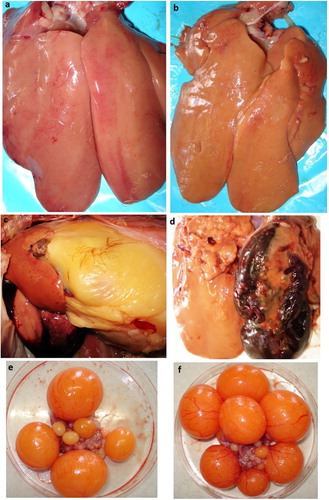 Figure 1. Livers and ovaries from control hens, and hens treated with exogenous oestradiol, showing haematomas and internal haemorrhage. images presented here show livers removed from birds at the end of the experiment (week 4); a liver from a control hen (a); a liver with changed colour and some fat deposition on the surface (b); ruptured liver capsule and internal bleeding (c); liver with a large haematoma (d). Ovaries removed from birds after first week of treatment with E2 showing an increase in ova size (f), compared to untreated hens (e).