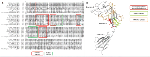 Figure 3. Epitope mapping. (a) The binding epitope for the parental mouse anti-human IL-36R antibody and for the rat anti-mouse IL-36R antibody was mapped by hydrogen-deuterium exchange mass spectrometry. Both antibodies show overlapping binding preference to domain-2 on IL-36R. (b) A homology model of IL-36R extracellular domain, highlighting the overlapping binding epitope for mMAB92 and MAB04 on domain-2.