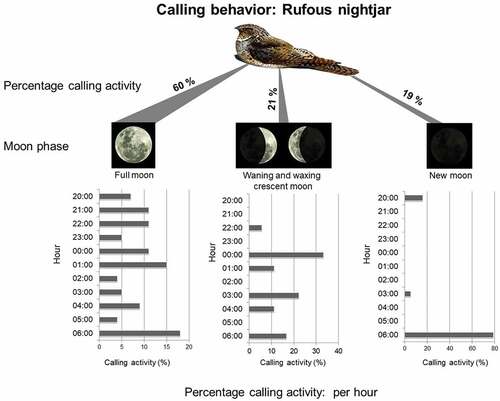 Figure 2. Total percentage of vocalizations performed by the rufous nightjar (Antrostomus rufus) related to the moon phase in the Piedmont Forest of Northwestern Argentina. We detail the hours in which the vocalizations were recorded (in percentages) according to the moon phase.
