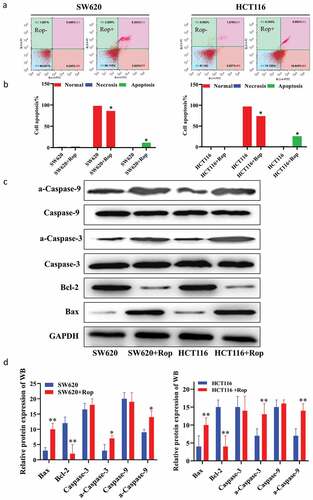 Figure 2. Ropivacaine promoted apoptosis of colorectal cancer cells. (a). Flow cytometry to detect apoptosis results; (b). Quantitative graph of apoptosis ratio by flow cytometry to detect apoptosis results; (c). Immunoblotting to detect the expression of apoptosis-related proteins; (d). Quantification of immunoblotting results