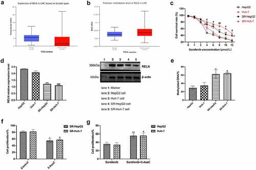 Figure 4. RELN gene demethylation reversed the cytotoxic effect of sorafenib on HCC cells. a. RELN was low expressed in HCC tumor tissues, p < 0.001. b. The methylation level of RELN gene promoter region in HCC tumor tissue was higher than that in normal tissue, p < 0.001. c. The cell proliferation ability of HepG2, Huh-7, SR-HepG2, SR-Huh-7 cells treated with different concentrations of sorafenib were detected by Cell Counting Kit-8 (CCK-8). *p < 0.05, **p < 0.01, compared to HepG2. #p < 0.05, ##p < 0.01, compared to Huh-7. D. The expression level of RELN protein in HepG2, Huh-7, SR-HepG2, SR-Huh-7 cells were detected by Western blot. ***p < 0.001, compared to HepG2. ###p < 0.001, compared to Huh-7. E. Comparison of the RELN gene promoter methylation level between HepG2, Huh-7, SR-HepG2, SR-Huh-7 cells. *p < 0.05, compared to HepG2. #p < 0.05, compared to Huh-7. F. The cell proliferation ability of SR-HepG2 and SR-Huh-7 cells after 5-AzaC treatment were detected by CCK-8 assay. *p < 0.05, compared to HepG2. #p < 0.05, compared to Huh-7. G. The cell proliferation ability of HepG2 cells and Huh-7 cells treated with sorafenib, sorafenib+5-AzaC were detected by CCK-8 assay. *p < 0.05, compared to HepG2. #p < 0.05, compared to Huh-7.