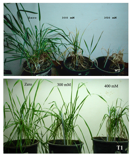 Figure 6. The effect of salt stress on growth rate of the wild type (WT) (upper panel) and AtNHX1 expressing wheat lines (lower panel).