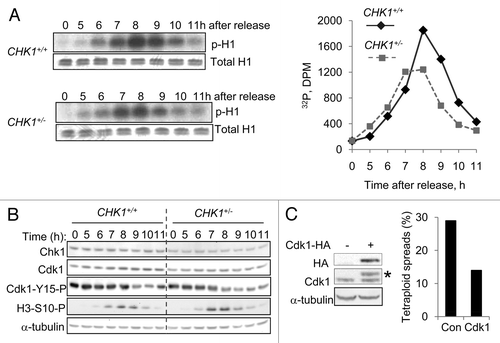 Figure 3. Reduction in CHK1 gene dosage causes reduction in Cdk1 activity. (A) CHK1+/+ and CHK1+/- DLD-1 cells harboring mutant p53 were synchronized by double thymidine block, released, and harvested at the indicated time points. Proteins immunoprecipitated from non-denatured lysates with an anti-Cdk1 antibody were assessed for histone H1 kinase activity. 32P-labeled histone H1 was resolved by gel electrophoresis and assessed by autoradiography and scintillation counting. Total H1 protein was visualized by staining with Coomassie blue. (B) Chk1 and Cdk1 total protein, and Cdk1-Y15-P and H3-S10-P phosphoproteins were assessed in lysates from cells synchronized as in (A), by immunoblot. α-tubulin was assessed as a loading control. (C) Hemaglutinin (HA) epitope-tagged Cdk1 (Cdk1-HA) was stably expressed in pooled clones derived from CHK1+/- cells. The expression of exogenous Cdk1 protein was assessed by immunoblotting with an anti-HA antibody; endogenous and exogenous Cdk1 protein (indicated with an asterisk) were probed with an anti-Cdk1 antibody. Ploidy was assessed by numerical analysis of metaphase chromosomes (n = 50). Con, empty vector control.