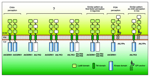 Figure 3. Possible combinations of Arabidopsis LysM receptor proteins involved in MAMP recognition. The picture represents theoretical combinations of LysM receptors with a prerequisite condition that two or more LysM domains are present in the extracellular region and that at least one of the receptors possess an active, intracellular kinase domain. Putative LysM domains with less sequence conservation and pseudo kinase domains are drawn colorless. Note that AtCERK1 is a unique LysM receptor in Arabidopsis since it alone can form a homodimer given the prerequisites imposed. Abbreviations: LysM, lysin motif; TM, transmembrane; GPI, glycosylphosphatidylinositol; ECM, extracellular matrix; PM, plasma membrane; Cyt, cytoplasm.