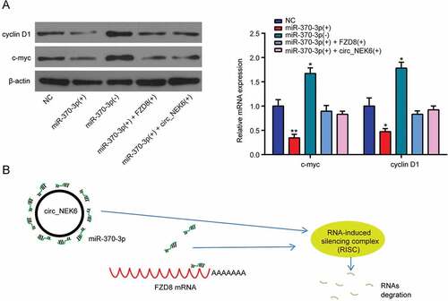 Figure 8. CircNEK6 targeted miR-370-3p to up-regulate FZD8 and activate the Wnt signaling pathway. (a) The relative protein expressions of cyclin D1 and c-myc were decreased in miR-370-3p(+) group, increased in miR-370-3p(-) group and rescued in miR-370-3p(+) + FZD8(+) and miR-370-3p(+) + circNEK6(+) groups. *P < 0.5, **P < 0.01 compared with NC. (b) The mechanism diagram illustrated that the RNA-induced silencing complex (RISC) of miR-370-3p that degrade the FZD8 mRNA would be broke by the circNEK6 which bound miR-370-3p.