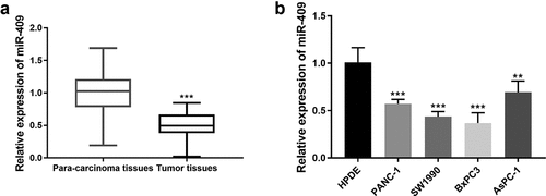 Figure 1. The expression of miR-409 was reduced in PC tissues and cell lines. (a) The expression levels of miR-409 in PC tissue samples and para-carcinoma tissues. ***P < 0.001 (b) The expression levels of miR-409 in 4 PC cell lines. **P < 0.01, ***P < 0.001