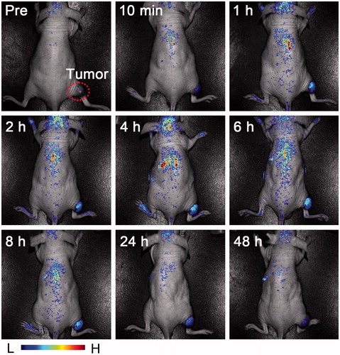 Figure 2. In vivo fluorescence imaging of the nude mouse bearing a subcutaneous tumor [Citation138].