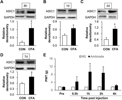 Figure 4 Inhibition of ASIC1 attenuates inflammatory pain of CFA rats. (A, C) The protein expression of ASIC1 in L4-L6 DRGs was increased significantly at 8 h and 3 d after CFA injection (n = 4 rats for each group, *p < 0.05 vs CON, two sample t-test). (B, D) The protein expression of ASIC1 in L4-L6 DRGs was increased significantly at 1 d and 7 d after CFA injection (n = 3 rats for each group *p < 0.05 vs CON, two sample t-test). (E) There was a significant increase of PTW at 1 h and 2 h after injection of ASIC1 inhibitor amiloride (n = 7 rats for amiloride and n = 6 rats for CON group, *p < 0.05 vs CON, two-way ANOVA).