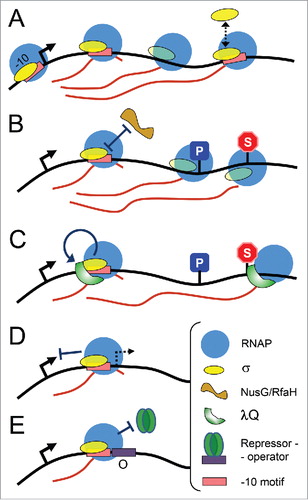 Figure 1. Proposed scenarios for σ-dependent regulation of transcription elongation. (A) σ can remain bound to the TEC and induce pausing, dissociate and rebind RNAP during RNA elongation. (B) σ retention in the TEC may prevent binding of competing transcription factors, such as RfaH and NusG, which regulate transcriptional pausing and termination. (C) σ-dependent pausing serves to recruit transcription factors, such as λQ, to the TEC. (D) Promoter-proximal pausing and TEC arrest may inhibit the next round of transcription initiation and suppress recognition of cryptic promoters. (E) Promoter-proximal pausing may prevent binding of transcription repressors and facilitate continuous transcription initiation.