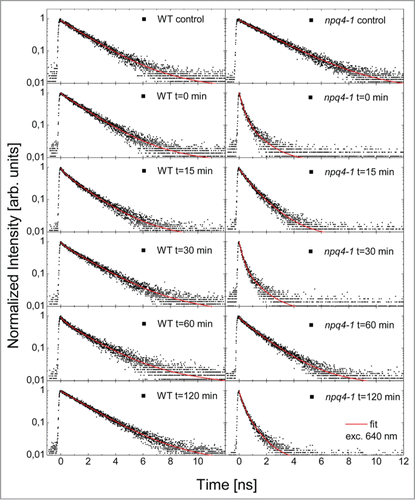 Figure 4. Normalized representative fluorescence decays measured for WT and npq4–1 leaves exposed to red excess light for 1 h (EL, 620 nm, 3000 μmol photons m−2 s−1) followed by low white light exposure (150 μmol photons m−2 s−1) for different time intervals 0, 15, 30 min, 1 and 2 h after the EL episode. Then leaves were dark adapted for minimum 45 min. The transient measured at t = 0, t = 15 min, t = 30 min, t = 1 h, and t = 2 h after EL are shown and are compared with control measurement. Solid points represent the measurement, while red curves are fits using a three-exponential decay model, as described in the text.