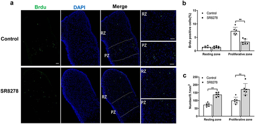 Figure 3. SR8278 resulted in inhibited proliferation and accumulation of chondrocyte in growth plate. After 3-day culture, Brdu was incorporated in the culture medium for 4 hours. (a) Immunofluorescence analysis of Brdu in growth plate from control and SR8278 metatarsal bone. Scale bars:100 μm. RZ: Resting zone, PZ: proliferative zone. (b) Quantification of Brdu-positive cells (green) in resting zone and proliferative zone of growth plate (n = 6). (c) Quantification of DAPI-positive cells (blue) in resting zone and proliferative zone of growth plate (n = 6). Data are presented as mean ± SD (Student t test; *P < 0.05, **P < 0.01).