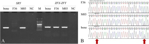 Figure 2. Molecular sexing for the animal bone DNA. (A) PCR amplification for male-specific SRY and sex-chromosome-linked ZFX-ZFY genes. (B) Multiple alignments for DNA sequences of ZFX-ZFY amplified in the PCR test (A). Bone indicates the DNA sample of animal bone found in the Taebaeksan area. F36 and M03 are female and male bears reintroduced from China and Russia, respectively. NC is the negative control for PCR amplification and M is the DNA size marker, 100 bp DNA Ladder.