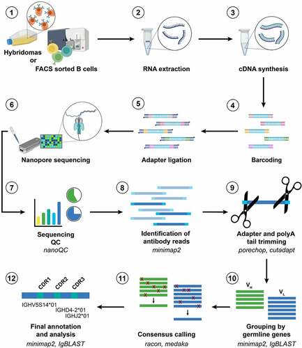 Figure 1. NAb-seq workflow for parallel sequencing of full-length antibody heavy and light chain sequences from hybridoma cell lines and single B cells.