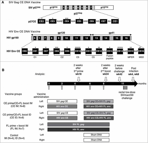 Figure 1. Vaccine and immunization scheme.(A) The SIV p27CE DNA vaccine is a mixture of two plasmids expressing p27CE1 and p27CE2 proteins derived from the SIV capsid p27Gag. Each of two p27CE proteins comprises 7 conserved elements CE that are 12–24 AA in length, differ by 6 AA (indicated by *) and are collinearly arranged, separated via 2–4 AA linkers.Citation76 The HIV Env CE DNA vaccine is a mixture of two plasmids expressing the Env CE1 and Env CE2 proteins. Each of two Env CE proteins comprises 12 CE distributed through gp120 and gp41, spanning 11–43 AA in length, differing by 24 AA (indicated by *), are collinearly arranged and separated via 3 AA linkers.Citation77 (B) Schematic representation of the study schedule. Indian rhesus macaques received 5 vaccinations at the time points indicated by grey arrows. The animals were distributed into four experimental groups; two group received 3 CE DNA priming vaccination followed by 2 CE+FL DNA co-immunization booster vaccinations delivered by IM/EP and ID/EP, respectively; the 3rd group received 5 FL SIV gag and FL HIV env DNA vaccinations delivered by IM/EP, and the control group received sham DNA delivered by either IM/EP or ID/EP. Throughout the study, the SIV DNA vaccine was administered in the left inner thigh and HIV DNA vaccine was administered in the right inner thigh. After a 3-month rest, the macaques were subjected to 6 repeated low-dose rectal challenges with SIVmac239 (indicated by black arrows). At the indicated time points (white arrows), blood samples were collected for the analysis of vaccine-induced immune responses.