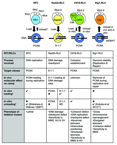 Figure 1. Summary of known functions of replication factor C and replication factor C-like complexes. *Except where indicated, in vitro loading and unloading results as derived from Bylund and Burgers 2005Citation31; Majka and Burgers 2003.Citation24 ND, not determined.