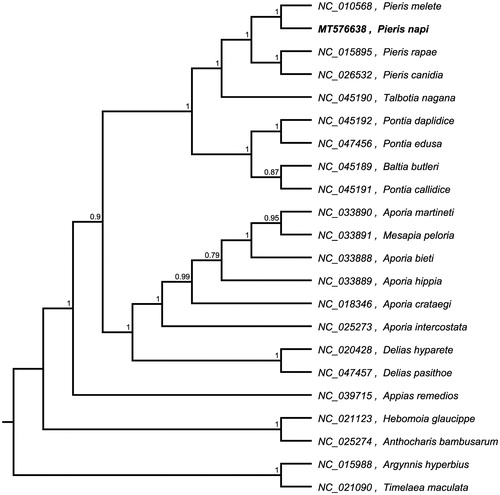 Figure 1. Maximum-likelihood phylogenetic tree based on whole mitogenome from 15 Papilio butterfly and two outgroup butterfly (Argynnis hyperbius and Timelaea maculata) and the support values are shown at the branches.