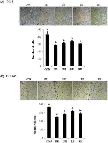 Fig. 3. Effects of RCM Extracts on Cell Invasion in PC-3 and DU 145.Notes: PC-3 (A) and DU 145 (B) cells were treated with UE, UH, RE, and RH (100 μg/mL) for 40 h in a Boyden chamber. Invasion was quantified by counting the number of cells that invaded the underside of the porous polycarbonate membrane under microscopy and represent the average of 3 independent experiments. Values not sharing the same letter were significantly different (p < 0.05). (CON: control, UE: unripe R. coreanus Miquel ethanol extract, UH: unripe R. coreanus Miquel water extract, RE: ripe R. coreanus Miquel ethanol extract, and RH: ripe R. coreanus Miquel water extract).