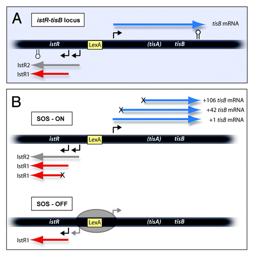 Figure 1. Schematics of the tisB-istR1 locus with RNAs encoded. A. The locus is drawn schematically, with promoters (angled arrows), terminators (stemloops) and LexA box indicated. The three primary transcripts are shown. B. RNAs observed under SOS-ON and SOS-OFF (LexA-repressed) conditions. The three mRNA variants (blue) are indicated. “X” at the 5′-end indicates a processing step. In SOS-ON, also IstR1 is processed. See text for details.