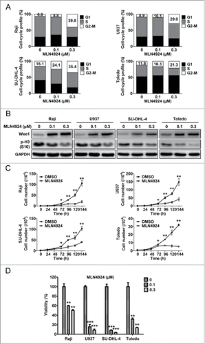 Figure 2. Neddylation inhibition with MLN4924 triggers G2 cell-cycle arrest and suppresses the growth of lymphoma cells. (A) MLN4924 induced G2-M cell-cycle arrest. Raji, U937, SU-DHL-4 and Toledo cells seeded into 6-well plates were treated with MLN4924 at 0.1 and 0.3 μM or DMSO for 48 h, followed by PI staining and FACS analysis for cell-cycle profile. (B) MLN4924 induced accumulation of Wee1 and decrease of p-H3. The four lymphoma cells were treated with MLN4924 at 0.1 and 0.3 μM or DMSO for 48 h, and subjected to immunoblotting using antibodies against Wee1 and p-H3 (S10) with GAPDH as a loading control. (C) MLN4924 inhibited the proliferation of lymphoma cells. The four cells seeded into 24-well plates were treated with 0.3 μM MLN4924 or DMSO for indicated time points, followed by cell counting (n = 3). (D) MLN4924 impaired cell viability in lymphoma cells. The four cells seeded into 96-well black plates were treated with MLN4924 at 0.1 and 0.3 μM or DMSO for 96 h, followed by cell viability analysis using the ATPlite assay (n = 3). *P < 0.05, **P < 0.01, ***P < 0.001.