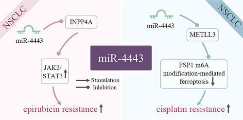 Figure 4. miR-4443 affects cellular drug resistance by inhibiting target genes. In tumor cells, miR-4443 affects the signaling pathway JAK2/STAT3 and normal molecular physiological activities by inhibiting the expression of target genes INPP4A and METLL3, thereby increasing drug resistance.