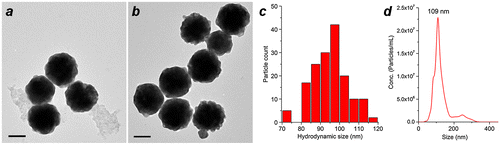 Figure 7. (a, b) TEM images of MGNCs prepared on a 20-ml scale, before and after cleansing with DE-DTC. (c) Size histogram of DTC-treated MGNCs by TEM image analysis (dav = 95 nm). (d) Hydrodynamic analysis of MGNCs by NTA (dh = 109 nm; standard error = 3 nm); Scale bar = 50 nm.