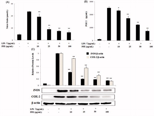 Figure 3. Effects of PFE on LPS-induced NO, PGE2 production and iNOS, COX-2 protein expression levels in LPS-induced RAW264.7 cells. Cells were incubated in the presence of PFE or in combination with 1 μg/mL LPS for 18 h. The culture supernatant was analyzed for NO (A), PGE2 (B) production. The iNOS and COX-2 (C) expression levels were determined by Western blotting. Data show mean ± SEM values of three independent experiments. *p < 0.05 and **p < 0.01 indicate significant differences from LPS-stimulation value.