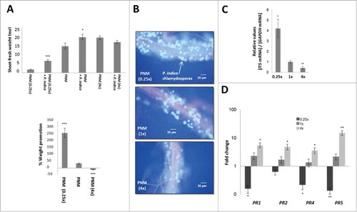 Figure 3. Effect of P. indica on A. thaliana shoot growth (A), root colonization (B and C), and expression of defense genes (D) in different PNM concentration [7 days co-cultivation under long day light (50 ± 15 µmol m−2 sec−1)]. (A) Shoot fresh weight (up) and promotion in % relative to the uncolonized control (down). (B) Fluorescent microscopy of Arabidopsis roots stained with trypan blue and fuchsin acid. (C) P. indica ITS mRNA level (relative to plant GAPDH mRNA level) from colonized roots grown on different PNM concentrations. (D) Fold changes of PR genes (+ P. indica / - P. indica) in Arabidopsis shoots grown on different PNM concentrations. For statistics, cf. Materials and Methods.