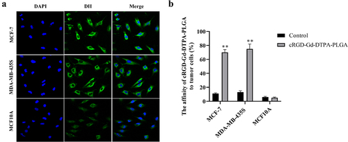 Figure 3. Ability of cRGD-Gd-DTPA-PLGA to bind tumor cells in vitro.