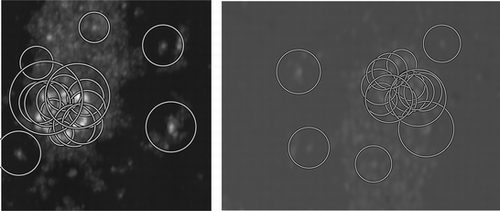 Figure 5 Successfully matched corresponding regions on the nanocluster sample using the SIFT detector. The circle diameter indicates the scale on which the region has been detected.