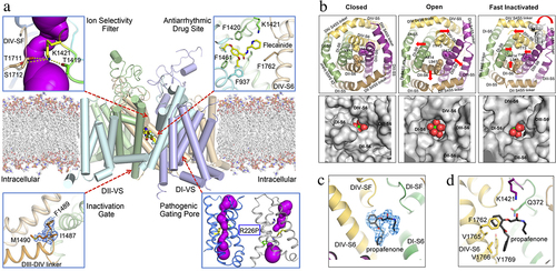 Figure 10. The cardiac sodium channel NaV1.5 at high resolution. a) graphical abstract. Center. NaV1.5 structure. Upper left, sodium permeation pathway in the pore module, purple. Upper right, bound flecainide. Lower right, arrhythmia mutation R227P in the voltage sensor. The pathogenic gating pore caused by this mutation creates a complete water-filled pathway through the voltage sensor, as revealed with the program MOLE (purple). Lower left. IFM motif of the fast inactivation gate. b) bottom view of the structure of the activation gate formed by the inner ends of the alpha-helical S6 segments. Top row, backbone structure in closed, open, and fast inactivated states. Bottom row. A sodium ion (yellow) with waters of hydration (red). Adapted from Jiang et al., 2020 [Citation147]. c) propafenone binding site in side view. d) propafenone binding site in top view.